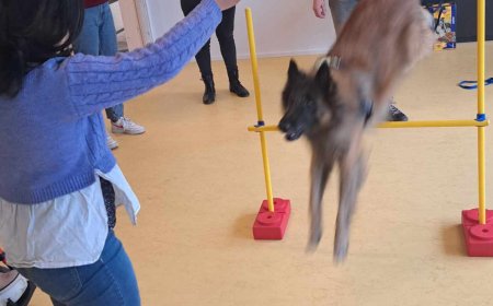 Prévention morsures canines