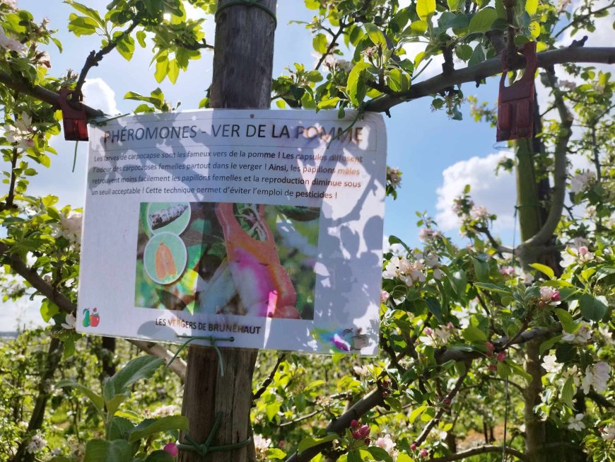 Balade des vergers à Brunehaut
