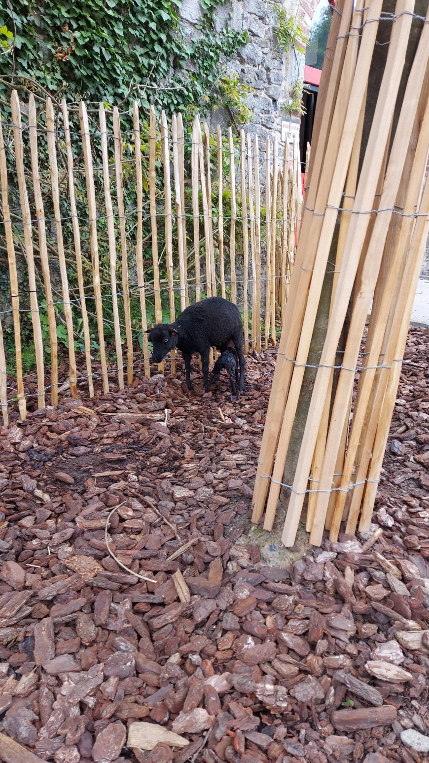 Les F2Ta à Pairi Daiza