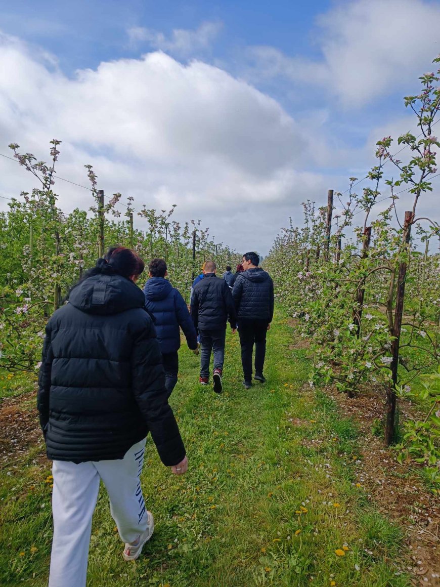 Marche des vergers en fleurs